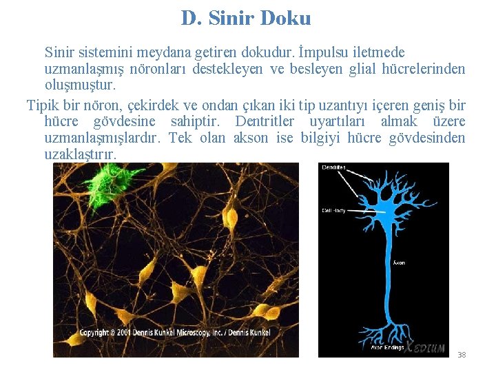D. Sinir Doku Sinir sistemini meydana getiren dokudur. İmpulsu iletmede uzmanlaşmış nöronları destekleyen ve