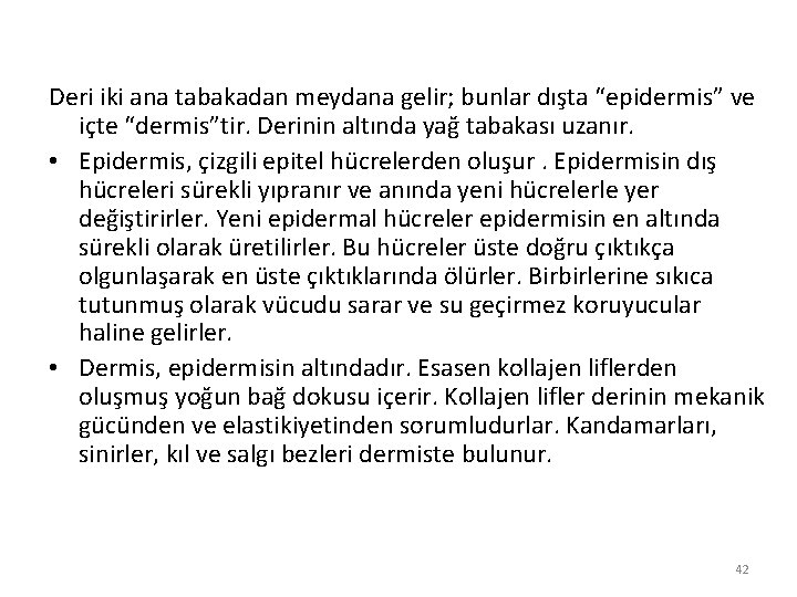 Deri iki ana tabakadan meydana gelir; bunlar dışta “epidermis” ve içte “dermis”tir. Derinin altında