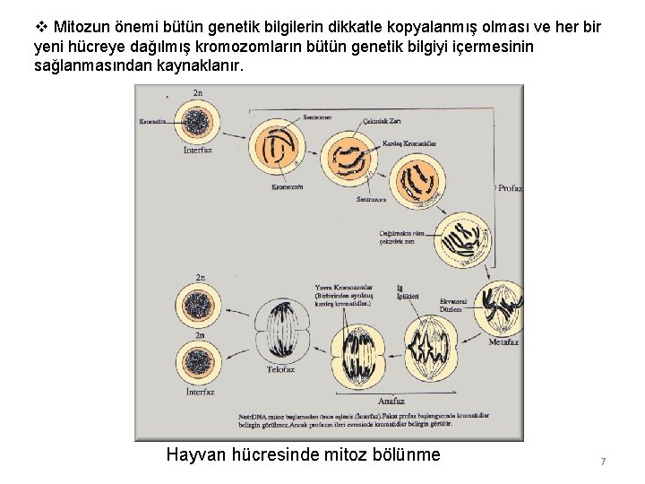 v Mitozun önemi bütün genetik bilgilerin dikkatle kopyalanmış olması ve her bir yeni hücreye