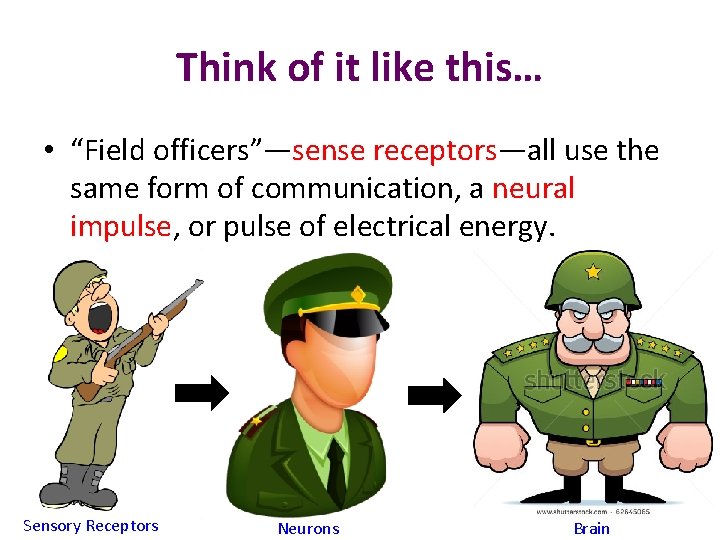 Think of it like this… • “Field officers”—sense receptors—all use the same form of