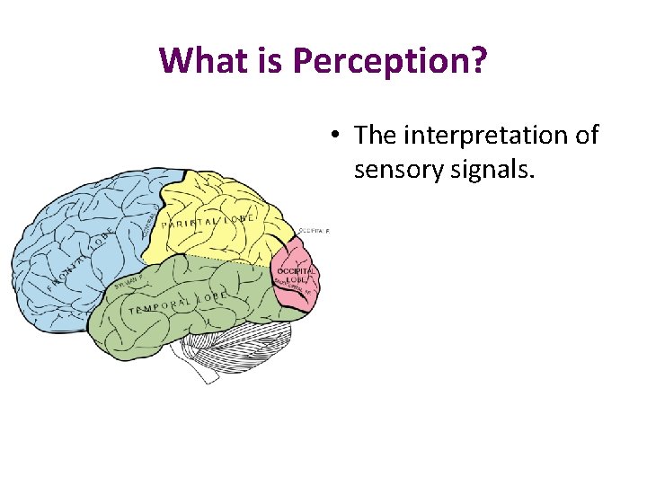 What is Perception? • The interpretation of sensory signals. 