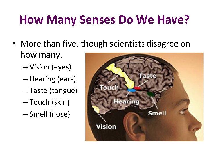 How Many Senses Do We Have? • More than five, though scientists disagree on