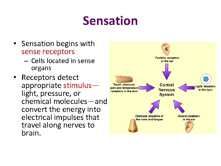 Sensation • Sensation begins with sense receptors – Cells located in sense organs •
