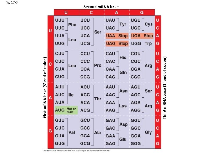 Third m. RNA base (3 end of codon) First m. RNA base (5 end