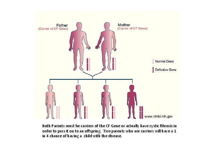 www. nhlbi. nih. gov Both Parents must be carriers of the CF Gene or