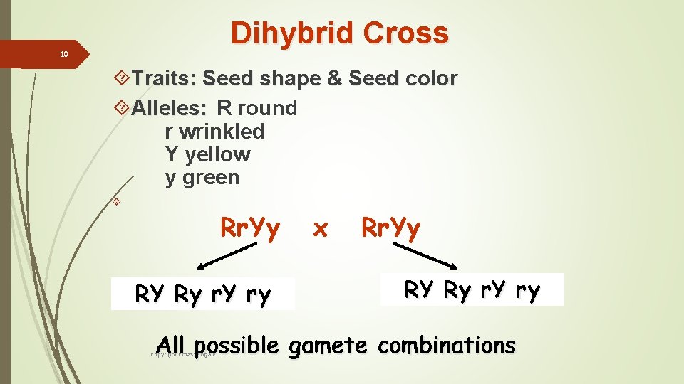 Dihybrid Cross 10 Traits: Seed shape & Seed color Alleles: R round r wrinkled
