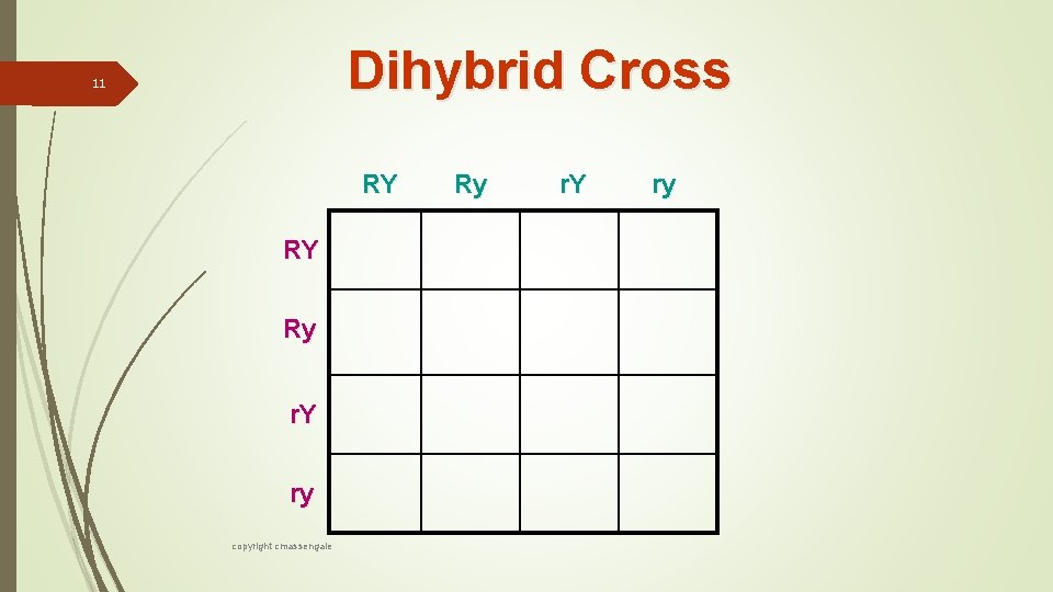 Dihybrid Cross 11 RY RY Ry r. Y ry copyright cmassengale Ry r. Y