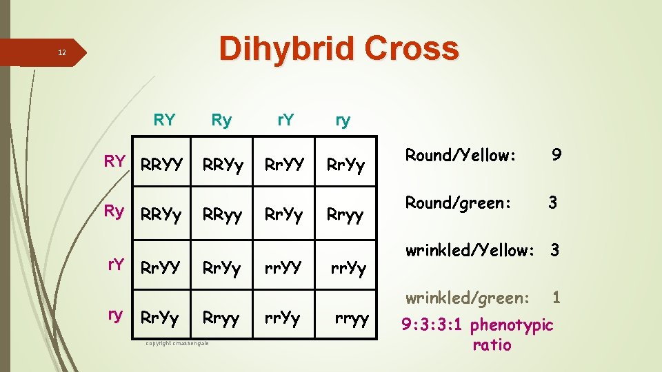 Dihybrid Cross 12 RY RY RRYY Ry RRYy r. Y Rr. YY ry Rr.