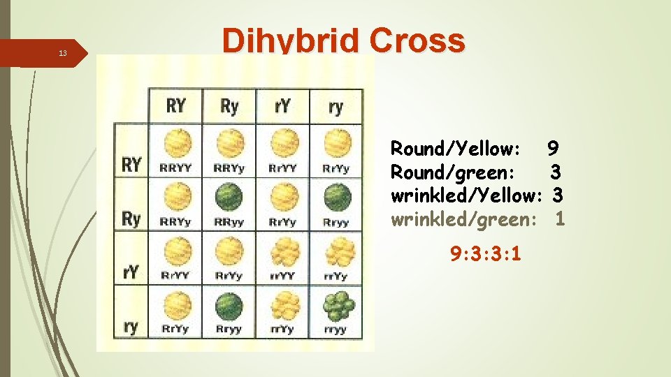 Dihybrid Cross 13 Round/Yellow: 9 Round/green: 3 wrinkled/Yellow: 3 wrinkled/green: 1 9: 3: 3: