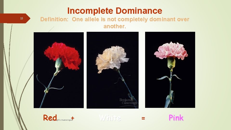 Incomplete Dominance 15 Definition: One allele is not completely dominant over another. Red +