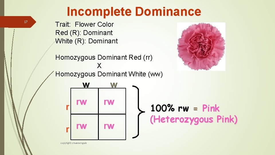 Incomplete Dominance 17 Trait: Flower Color Red (R): Dominant White (R): Dominant Homozygous Dominant
