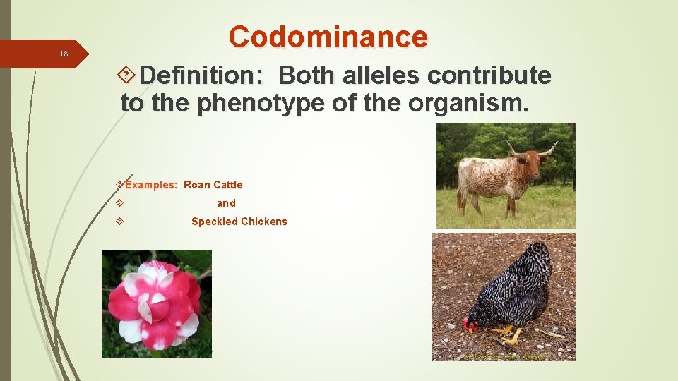 Codominance 18 Definition: Both alleles contribute to the phenotype of the organism. Examples: Roan