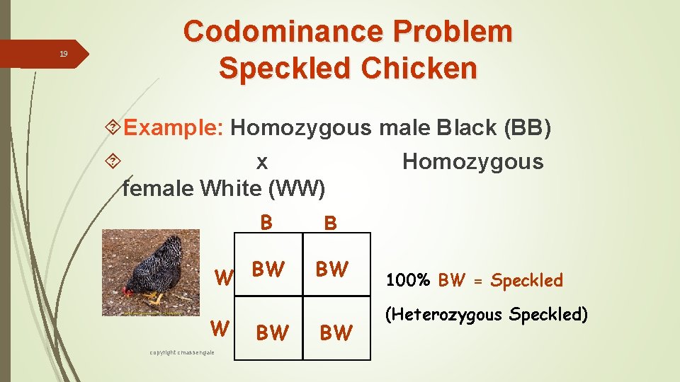 19 Codominance Problem Speckled Chicken Example: Homozygous male Black (BB) x Homozygous female White