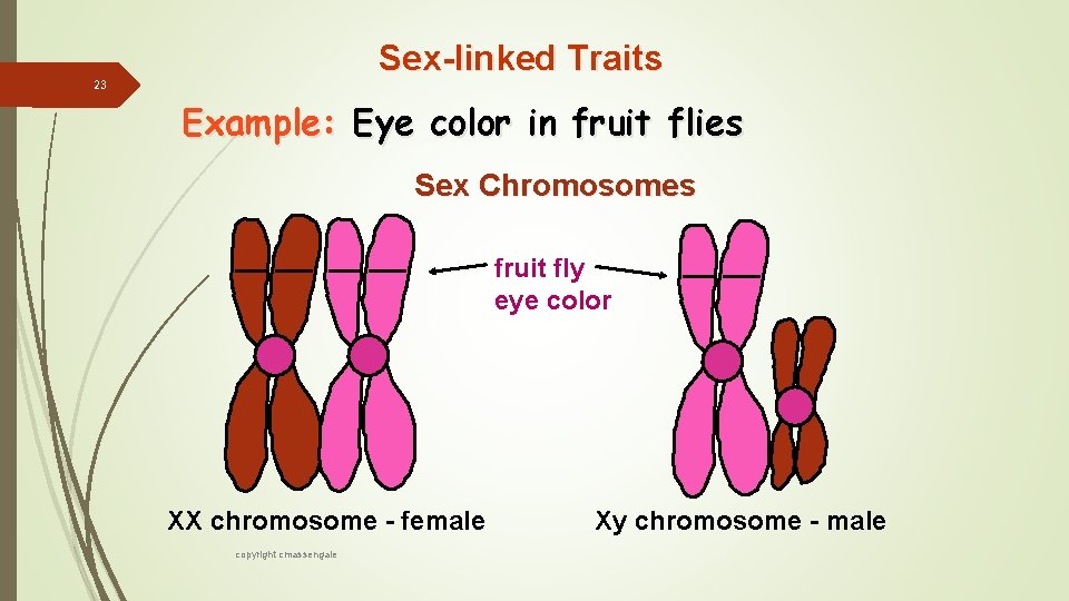 Sex-linked Traits 23 Example: Eye color in fruit flies Sex Chromosomes fruit fly eye