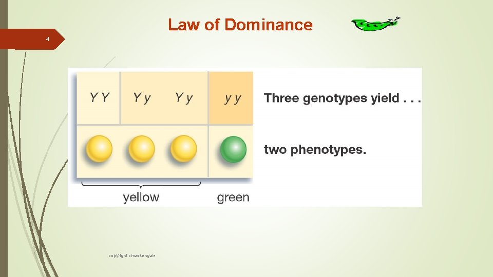 Law of Dominance 4 copyright cmassengale 