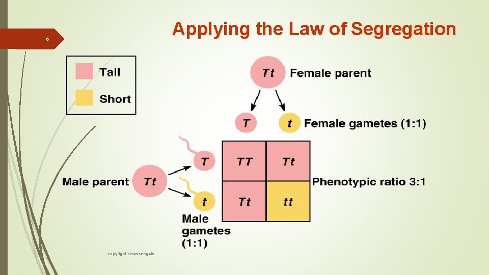 Applying the Law of Segregation 6 copyright cmassengale 