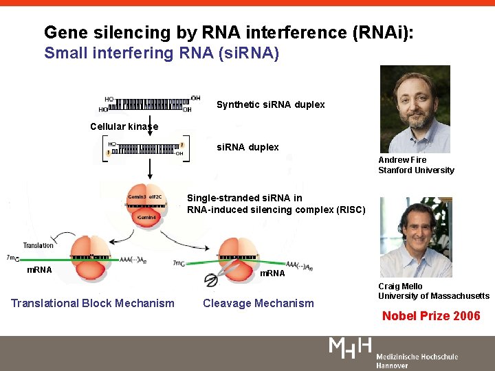Gene silencing by RNA interference (RNAi): Small interfering RNA (si. RNA) Synthetic si. RNA Gene silencing by RNA interference (RNAi): Small interfering RNA (si. RNA) Synthetic si. RNA