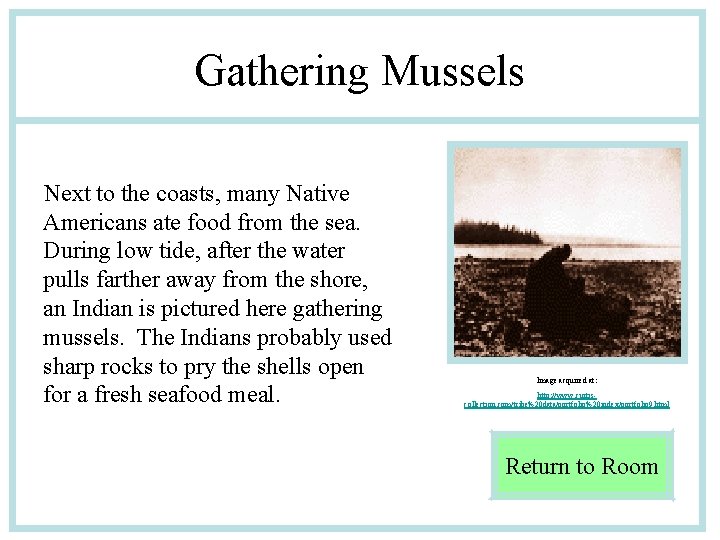 Gathering Mussels Next to the coasts, many Native Americans ate food from the sea.