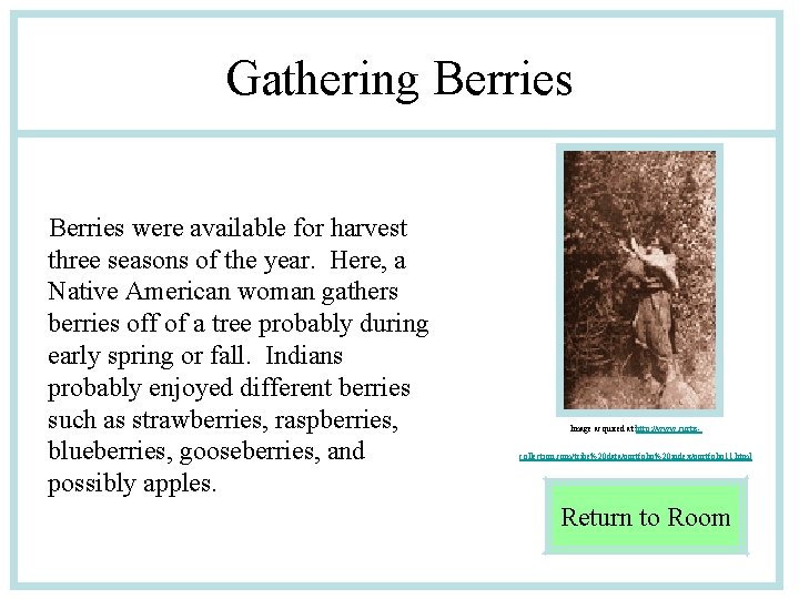 Gathering Berries were available for harvest three seasons of the year. Here, a Native