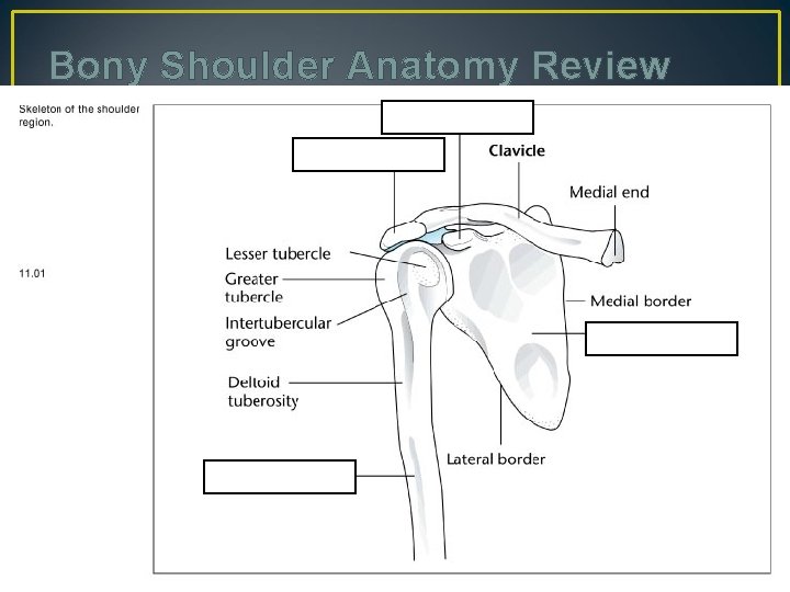 Bony Shoulder Anatomy Review 10 
