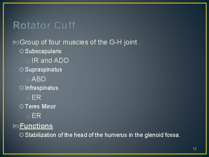 Rotator Cuff Group of four muscles of the G-H joint. Subscapularis IR and ADD