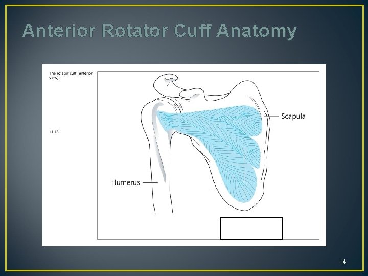 Anterior Rotator Cuff Anatomy 14 