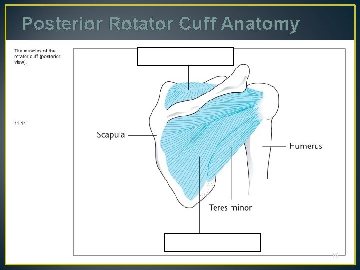 Posterior Rotator Cuff Anatomy 15 