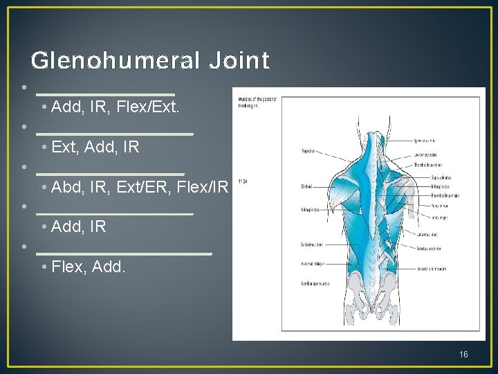 Glenohumeral Joint • ________ • Add, IR, Flex/Ext. • _________ • Ext, Add, IR