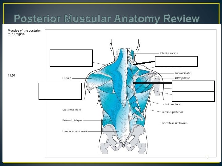 Posterior Muscular Anatomy Review 18 