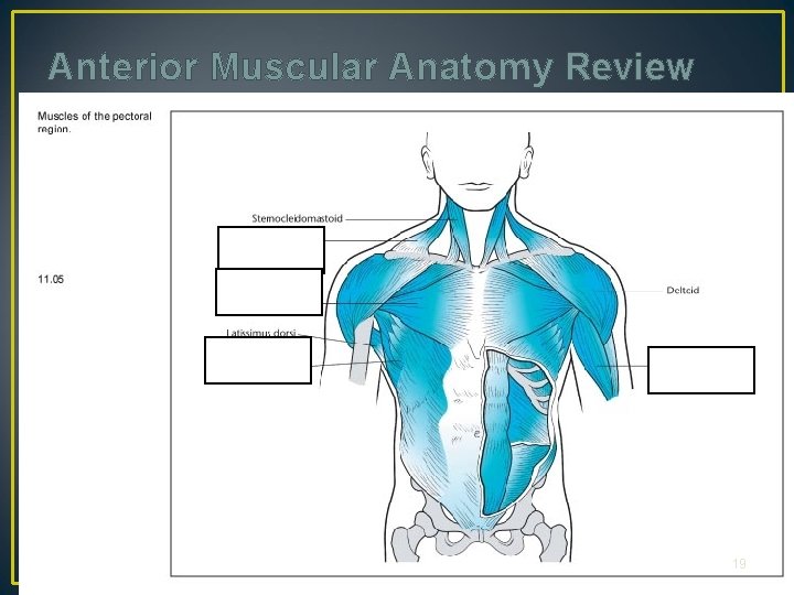 Anterior Muscular Anatomy Review 19 