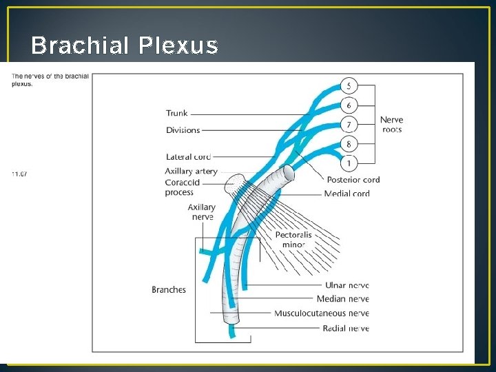 Brachial Plexus 20 
