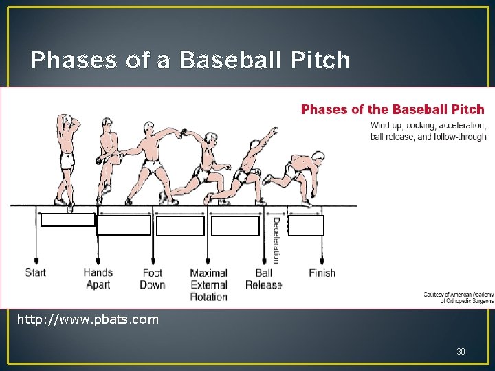 Phases of a Baseball Pitch http: //www. pbats. com 30 