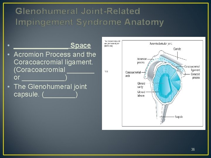 Glenohumeral Joint-Related Impingement Syndrome Anatomy • _______ Space • Acromion Process and the Coracoacromial