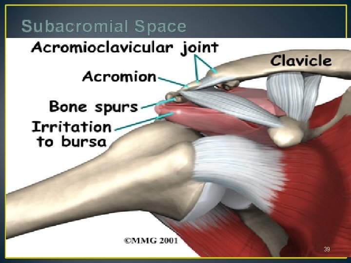 Subacromial Space 39 