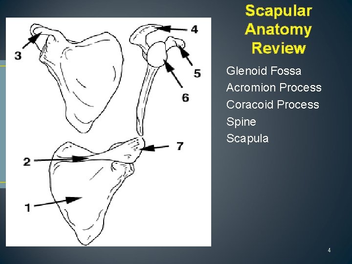 Scapular Anatomy Review Glenoid Fossa Acromion Process Coracoid Process Spine Scapula 4 