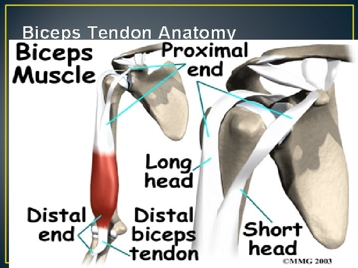 Biceps Tendon Anatomy 46 