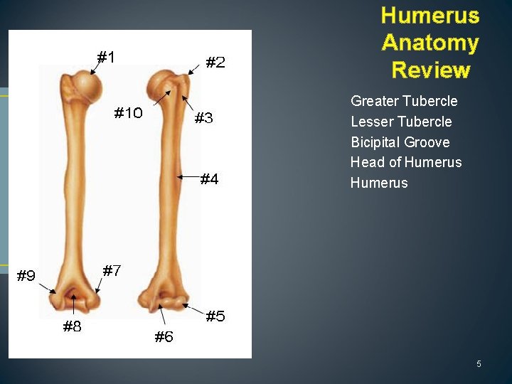 Humerus Anatomy Review Greater Tubercle Lesser Tubercle Bicipital Groove Head of Humerus 5 