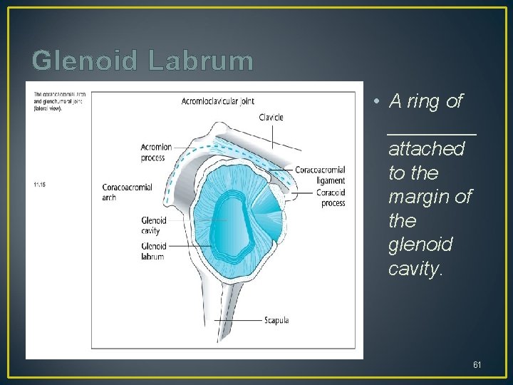 Glenoid Labrum • A ring of ____ attached to the margin of the glenoid