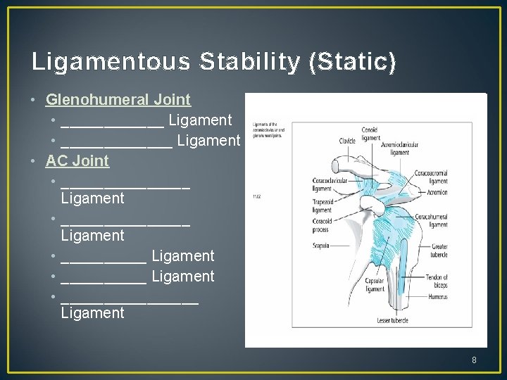 Ligamentous Stability (Static) • Glenohumeral Joint • ______ Ligament • _______ Ligament • AC