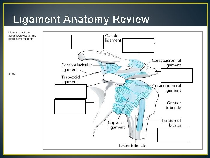 Ligament Anatomy Review 9 