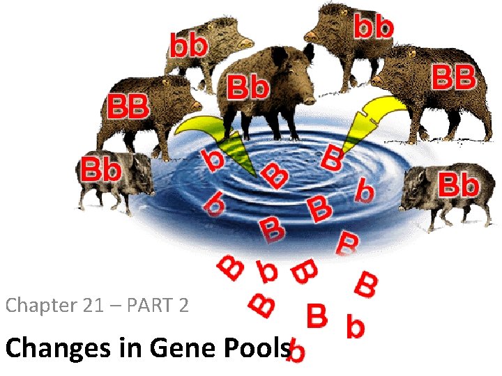 Chapter 21 – PART 2 Changes in Gene Pools 