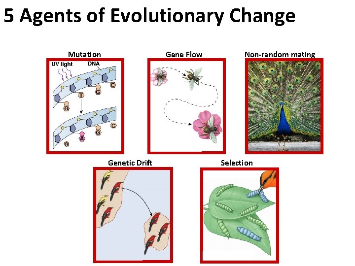 5 Agents of Evolutionary Change Mutation Gene Flow Genetic Drift Non-random mating Selection 