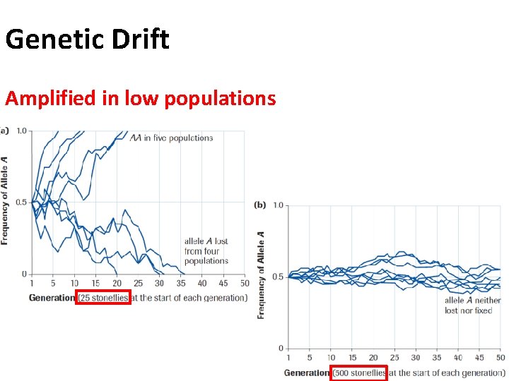 Genetic Drift Amplified in low populations 