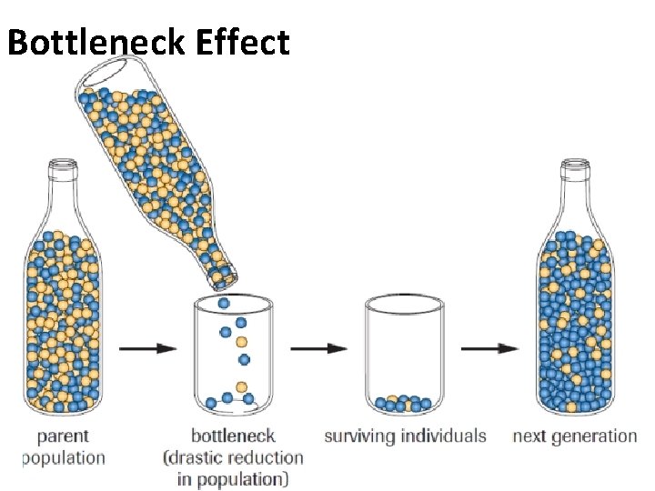 Bottleneck Effect 