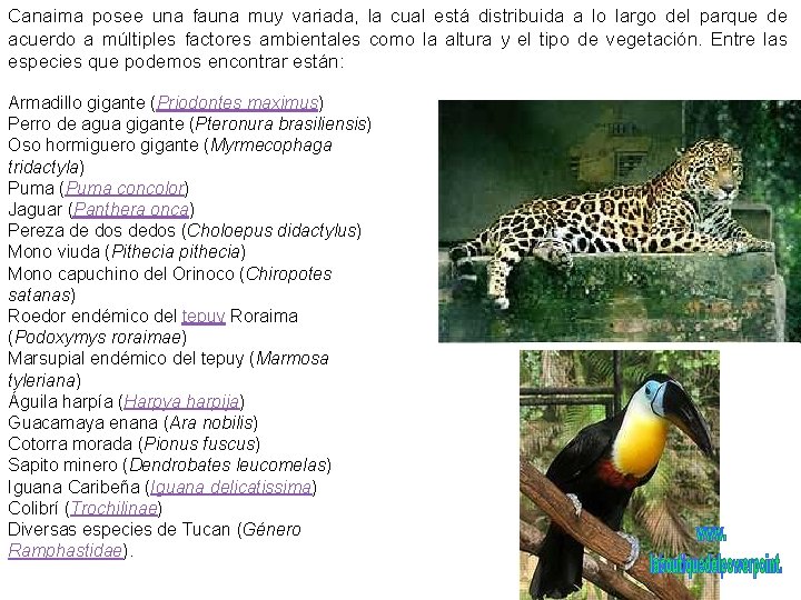 Canaima posee una fauna muy variada, la cual está distribuida a lo largo del