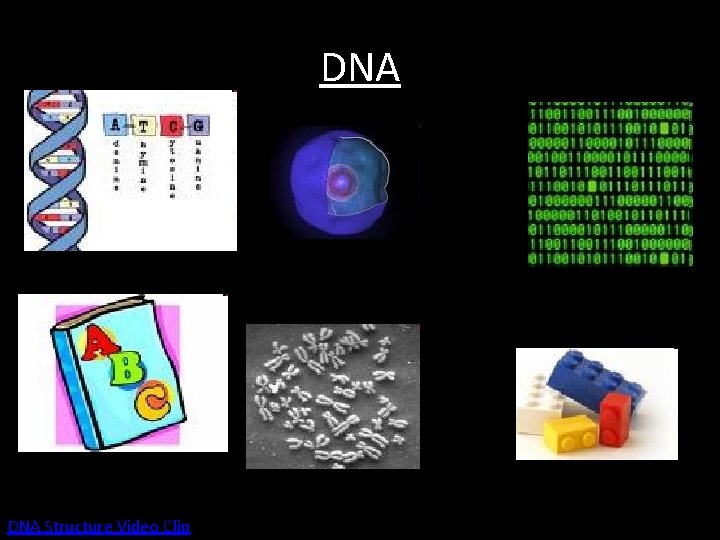 DNA Structure Video Clip 