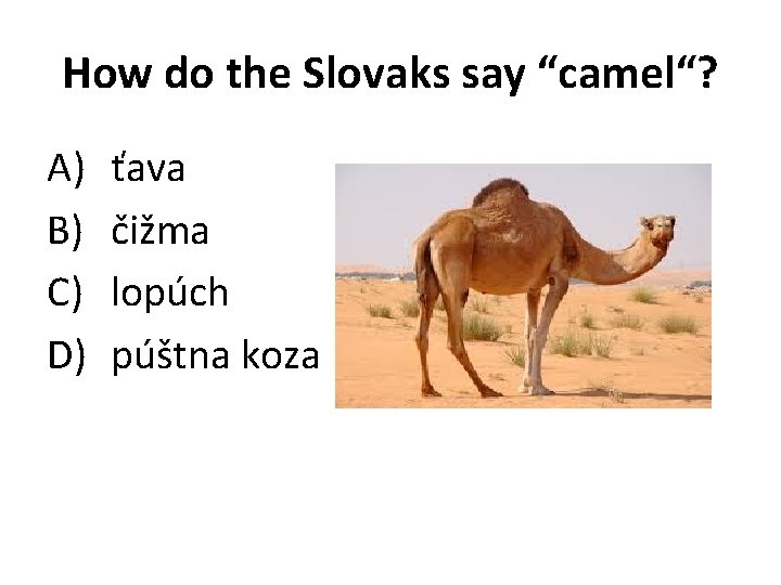 How do the Slovaks say “camel“? A) B) C) D) ťava čižma lopúch púštna