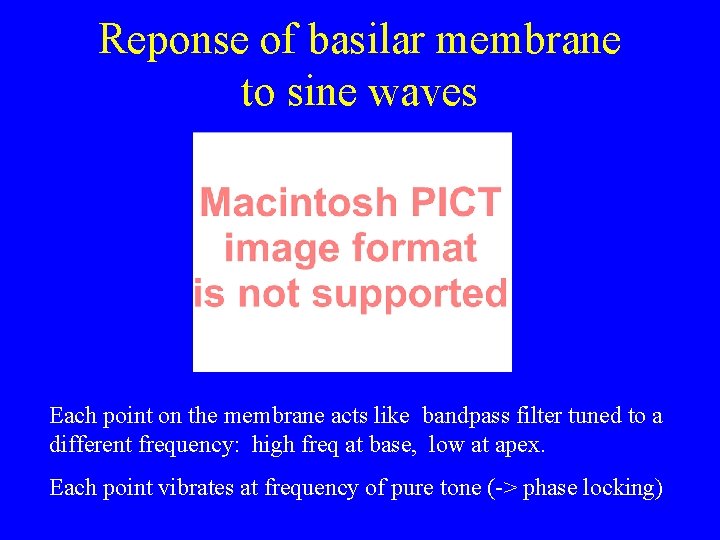 Reponse of basilar membrane to sine waves Each point on the membrane acts like