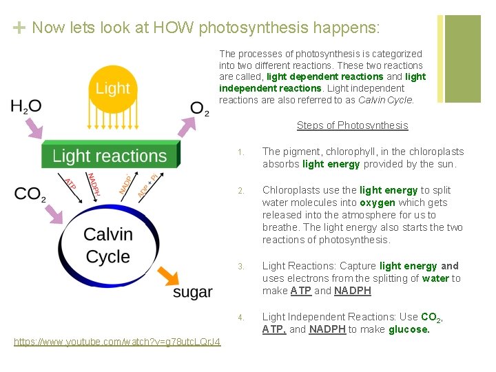 + Now lets look at HOW photosynthesis happens: The processes of photosynthesis is categorized