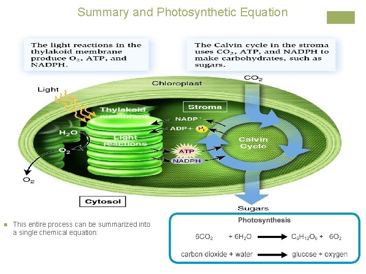 Summary and Photosynthetic Equation n This entire process can be summarized into a single
